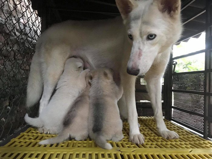 Ánh mắt tỏ vẻ mệt mỏi, bất lực của chó mẹ khi đứng lên rồi mà đàn con vẫn đu theo để bú.