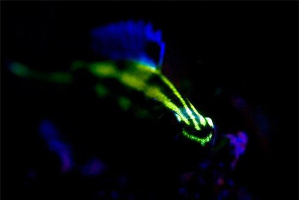 Tuy nhỏ bé nhưng với một số loài dưới đại dương, cá Cardinal Fish (họ cá Sơn) lại là một thủy quái phát sáng đáng sợ. Vây và lưng của chúng có thể phát quang sinh học do chúng ăn các con giáp xác Ostracods.