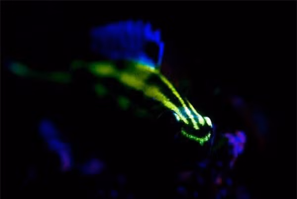Tuy nhỏ bé nhưng với một số loài dưới đại dương, cá Cardinal Fish (họ cá Sơn) lại là một thủy quái phát sáng đáng sợ. Vây và lưng của chúng có thể phát quang sinh học do chúng ăn các con giáp xác Ostracods.
