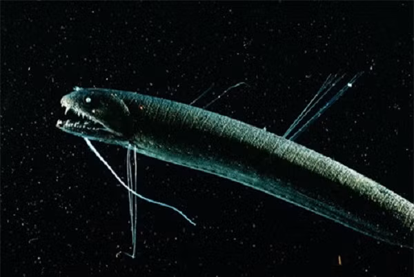 Cũng thuộc họ với cá rồng đen nhưng cá Batofil có thân hình dài hơn, và cũng có khả năng phát sáng.