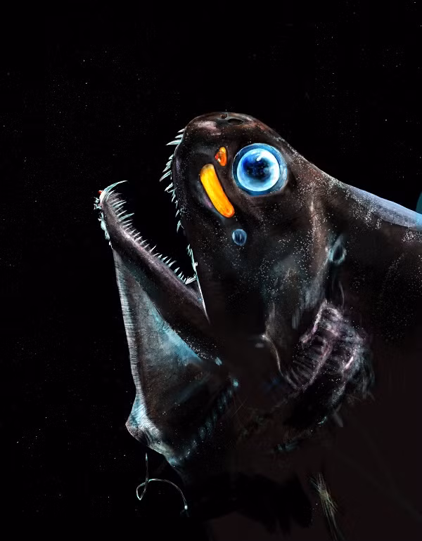 Cá rồng răng nhỏ Pachystomias microdon sống ở độ sâu 200-1000 m, có thể phát ra chùm sáng màu dỏ do ăn các con mồi màu đỏ, chủ yếu là tôm.