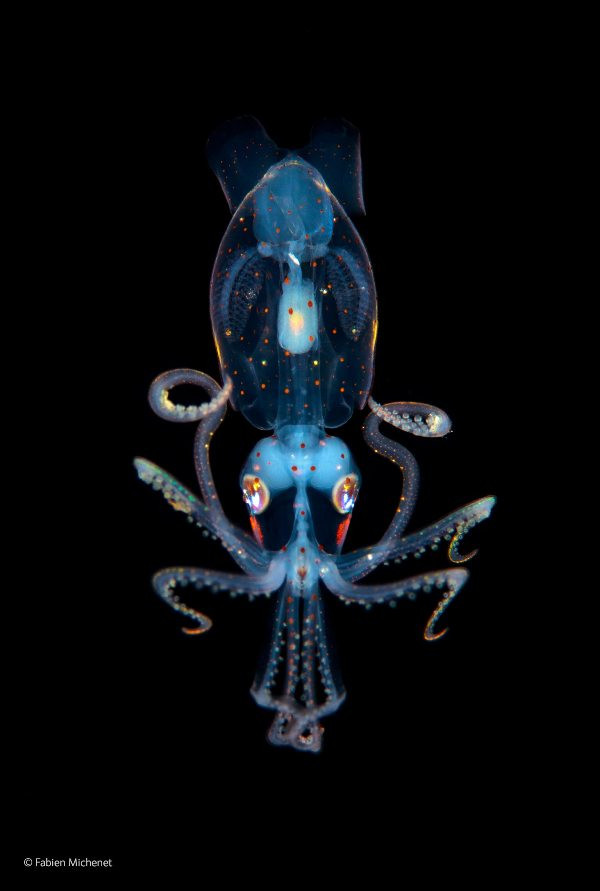 Tuy không phải là một quái vật đáng sợ của đại dương nhưng mực Abraliopsis nổi tiếng là bậc thầy ngụy trang bởi khả năng đặc biệt. Chúng có các cơ quan phát quang ở bên dưới cơ thể và liên tục phát sáng giống như các vì sao trên bầu trời, khiến cho các loài săn mồi ở bên dưới không thể phát hiện ra.