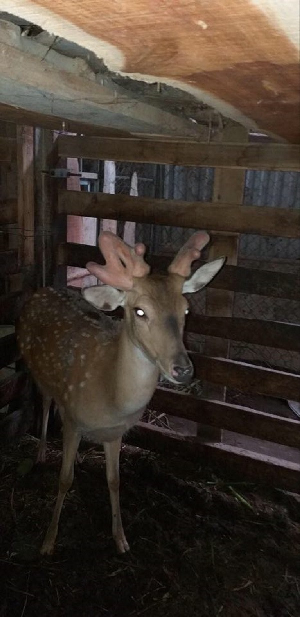 Huou ba canh nhung vua xuat hien doc-la co nao?-Hinh-2