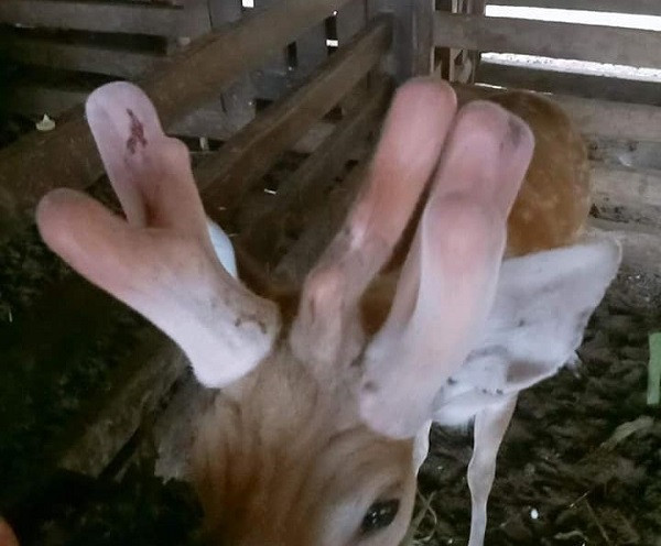 Huou ba canh nhung vua xuat hien doc-la co nao?-Hinh-8