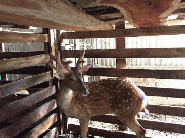 Huou ba canh nhung vua xuat hien doc-la co nao?
