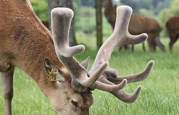 Huou ba canh nhung vua xuat hien doc-la co nao?-Hinh-7