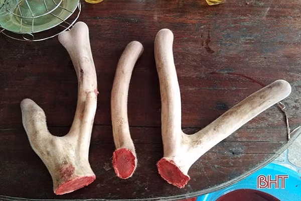 Những người trên đều cho hay từng nuôi rất nhiều hươu, có thời điểm lên đến 50 con trong chuồng. Tuy nhiên đây là lần đầu tiên gặp chú hươu cho ra ba cành nhung.