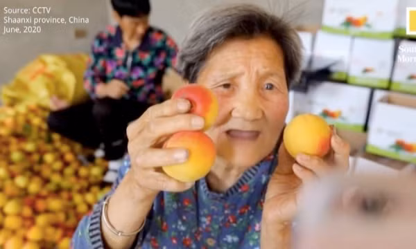 Mọi thứ thay đổi kể từ lần bà xuất hiện trên video phát trực tiếp của cháu ruột vào ngày 24/5/2020. ''Khi cháu tôi livestream để bán hàng, khách hỏi các thông tin về quả mơ nhưng cháu không trả lời được và tôi thay cháu giải thích cho khách'', bà Cui Shuxia chia sẻ.