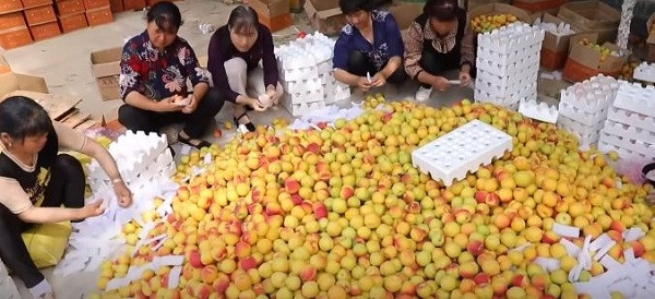 Hiện nay tại Trung Quốc, không chỉ có bà Shuxia mà nhiều nông dân cũng chuyển sang bán hàng qua mạng khi dịch COVID-19 bùng phát. 13 triệu nông dân ở đây đang sử dụng phương thức bán hàng này để tiêu thụ nông sản.