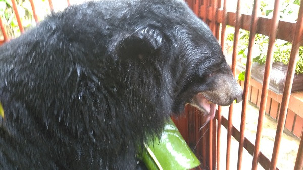 Sau đó James nhanh chóng thích nghi. Chú gấu tỏ ra thích thú với lá chuối trong lồng vận chuyển.