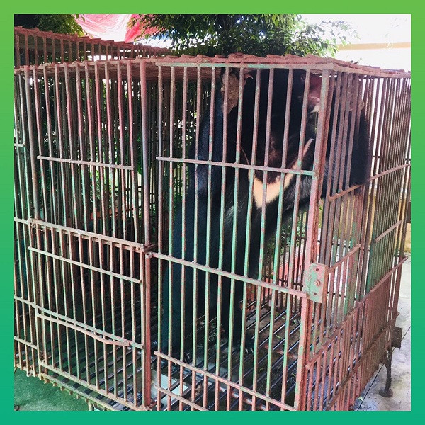 Chi cục Kiểm lâm Nam Định cho biết, tổng số lượng gấu bị nuôi nhốt là 4 cá thể, nhưng một gấu ngựa đã chết trong trang trại. Việc đưa ba cá thể, hai gấu cái, một gấu đực còn lại về Hạt Kiểm lâm kịp thời chăm sóc là vô cùng cấp thiết.