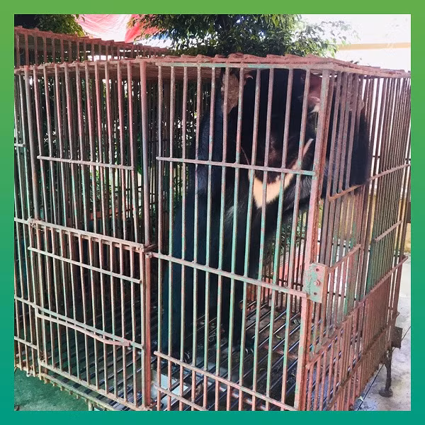 Chi cục Kiểm lâm Nam Định cho biết, tổng số lượng gấu bị nuôi nhốt là 4 cá thể, nhưng một gấu ngựa đã chết trong trang trại. Việc đưa ba cá thể, hai gấu cái, một gấu đực còn lại về Hạt Kiểm lâm kịp thời chăm sóc là vô cùng cấp thiết.