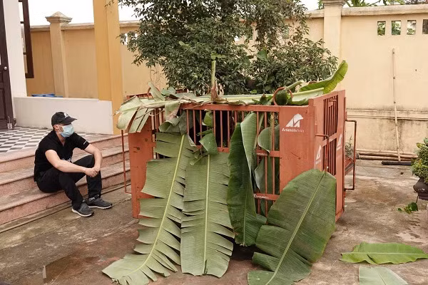 Bác sỹ Shaun Thomson quan sát 3 chú gấu ngựa được giải cứu trong lồng vận chuyển.