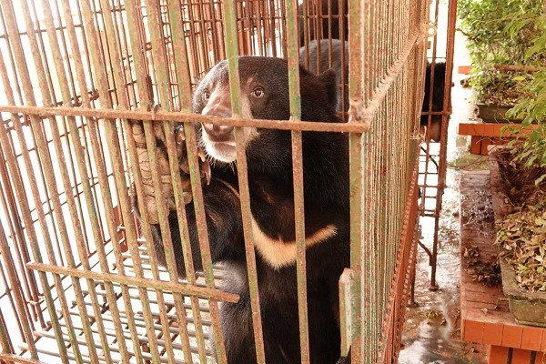 Từ năm 2007 tới nay, Tổ chức Động vật Châu Á đã cứu hộ được 214 cá thể gấu ngựa và gấu chó (cả gấu con và gấu sống lâu năm trong các chuồng cũi) tại nhiều tỉnh thành trên khắp Việt Nam và hiện chăm sóc 185 cá thể tại các khu bán tự nhiên của Trung tâm.