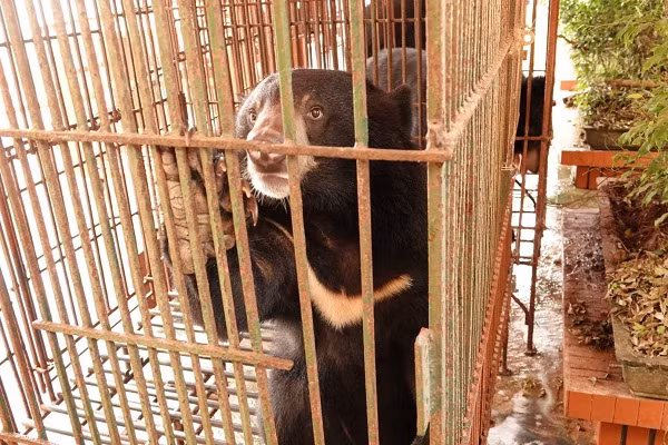 Từ năm 2007 tới nay, Tổ chức Động vật Châu Á đã cứu hộ được 214 cá thể gấu ngựa và gấu chó (cả gấu con và gấu sống lâu năm trong các chuồng cũi) tại nhiều tỉnh thành trên khắp Việt Nam và hiện chăm sóc 185 cá thể tại các khu bán tự nhiên của Trung tâm.