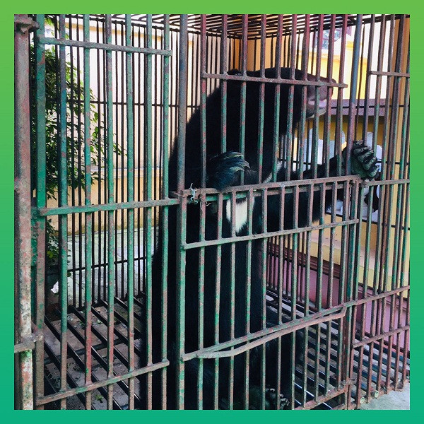 Ba cá thể gấu ngựa được cứu hộ tại Nam Định bằng phương pháp chuyển từ lồng nuôi nhốt hiện tại sang lồng vận chuyển sau khi được kiểm tra tình trạng sức khỏe ổn định.