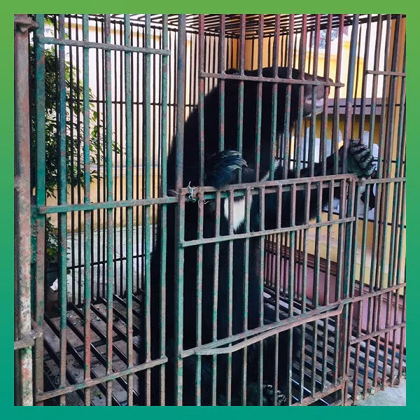 Ba cá thể gấu ngựa được cứu hộ tại Nam Định bằng phương pháp chuyển từ lồng nuôi nhốt hiện tại sang lồng vận chuyển sau khi được kiểm tra tình trạng sức khỏe ổn định.