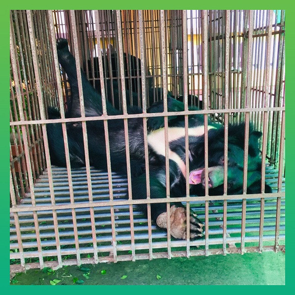 Cá thể gấu đực, nặng ước chừng 110 kg được đặt tên là James, hai cá thể gấu cái nặng từ 80 -100 kg, được đặt tên là Bân và Alice. Các nhân viên của Tổ chức đặt cho bộ 3 gấu ngựa những cái tên cổ tích với mong muốn hạnh phúc và tự do sẽ đến với chúng mãi về sau.