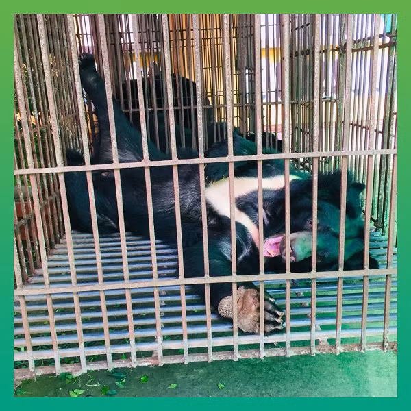 Cá thể gấu đực, nặng ước chừng 110 kg được đặt tên là James, hai cá thể gấu cái nặng từ 80 -100 kg, được đặt tên là Bân và Alice. Các nhân viên của Tổ chức đặt cho bộ 3 gấu ngựa những cái tên cổ tích với mong muốn hạnh phúc và tự do sẽ đến với chúng mãi về sau.