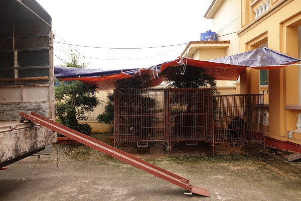 Sáng ngày 21/4/2020, Tổ chức Động vật Châu Á với sự hỗ trợ của Hạt kiểm lâm Giao Xuân Hải, tỉnh Nam Định thực hiện giải cứu ba cá thể gấu ngựa quý hiếm. Chuyến cứu hộ đặc biệt diễn ra giữa thời điểm cả nước đang giãn cách xã hội trước dịch bệnh COVID-19.