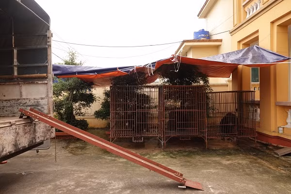 Sáng ngày 21/4/2020, Tổ chức Động vật Châu Á với sự hỗ trợ của Hạt kiểm lâm Giao Xuân Hải, tỉnh Nam Định thực hiện giải cứu ba cá thể gấu ngựa quý hiếm. Chuyến cứu hộ đặc biệt diễn ra giữa thời điểm cả nước đang giãn cách xã hội trước dịch bệnh COVID-19.