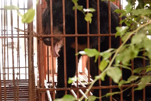 James – cá thể gấu ngựa đực, nặng ước chừng 110 kg, ban đầu khá hoảng loạn khi các bác sỹ tiếp cận.