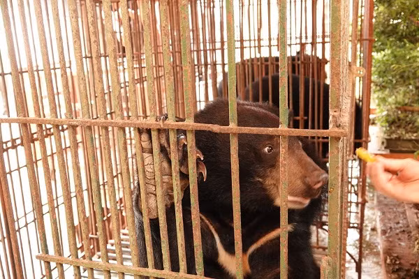 Alice – gấu ngựa cái ngoài cùng bên phải thể hiện điềm tĩnh nhất.