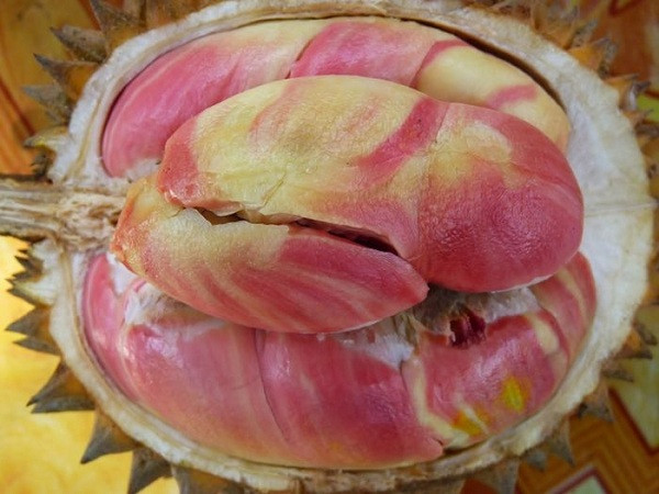 Fan của sầu riêng chắc hẳn sẽ không ngần ngại mà sà vào ngay khi trông thấy trái sầu riêng có ruổ màu cầu vồng rực rỡ này. Thực ra sầu riêng cầu vồng không có 7 màu sắc, mà nó là sự kết hợp giữa các màu đỏ, hồng, cam và vàng.