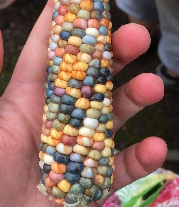 Ban đầu, thử nghiệm chỉ ra hai màu xanh và xám, sau đó khi lai tiếp với giống ngô sẵn có và ngô lai, Barnes đã phát minh ra ngô cầu vồng với những hạt ngô óng ánh, có màu xanh, đỏ, tím, vàng…