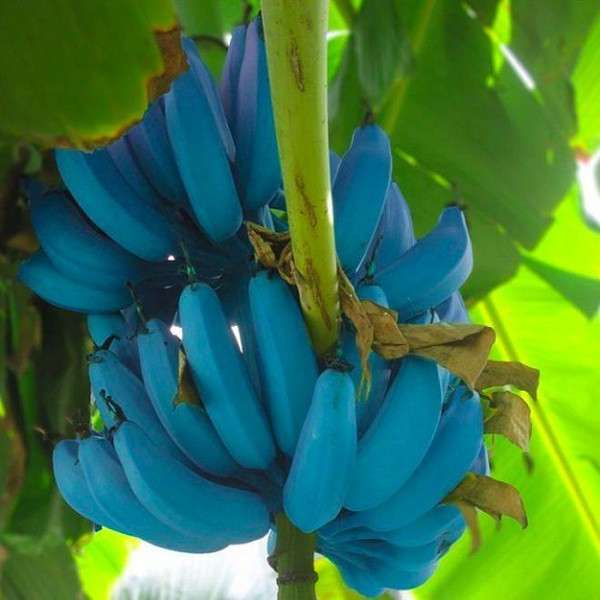 Không chỉ là một loại trái cây có màu sắc siêu độc đáo mà chuối xanh nước biển Blue Java của Hawaii còn khiến người ta bất ngờ với hương vị được mô tả là rất giống vani.
