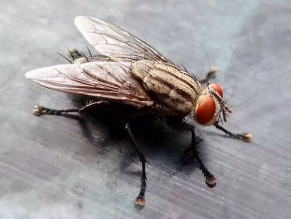 Ruồi gây bệnh dịch tả cũng được người Nhật sử dụng trong Thế chiến II, tuy có hiệu quả thấp hơn bọ chét dịch hạch nên nó chủ yếu được dùng như một vũ khí dự phòng.