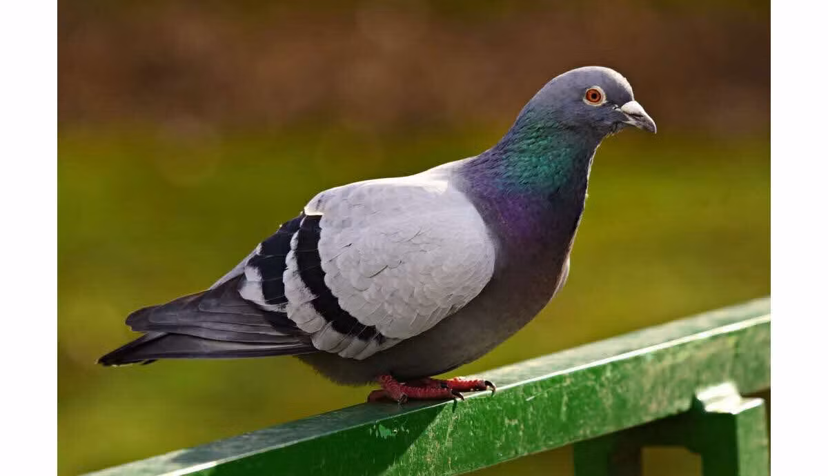 New Kim cũng là một con bồ câu có thành tích ấn tượng khi giành giải nhất trong cuộc đua vào tháng 7 vừa qua.