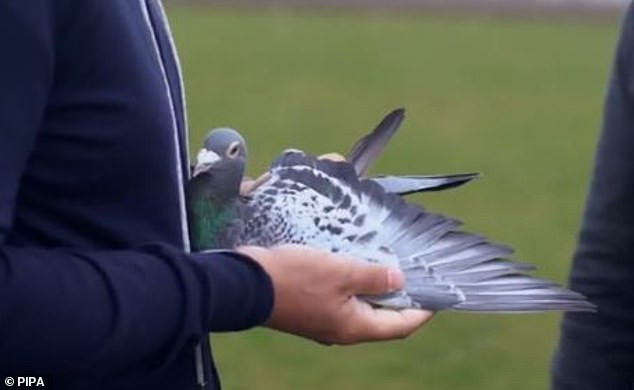 Sau khi một nhà sưu tập ở Nam Phi trả giá 1,5 triệu USD, tương đương 34,7 tỷ đồng, để thu mua chú chim New Kim, nó sẽ trở thành con chim bồ câu đắt nhất thế giới.