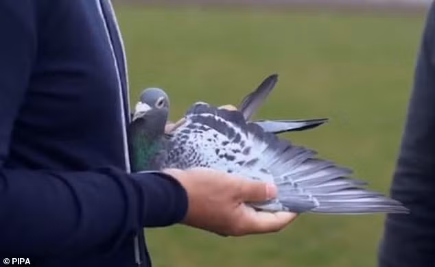 Sau khi một nhà sưu tập ở Nam Phi trả giá 1,5 triệu USD, tương đương 34,7 tỷ đồng, để thu mua chú chim New Kim, nó sẽ trở thành con chim bồ câu đắt nhất thế giới.