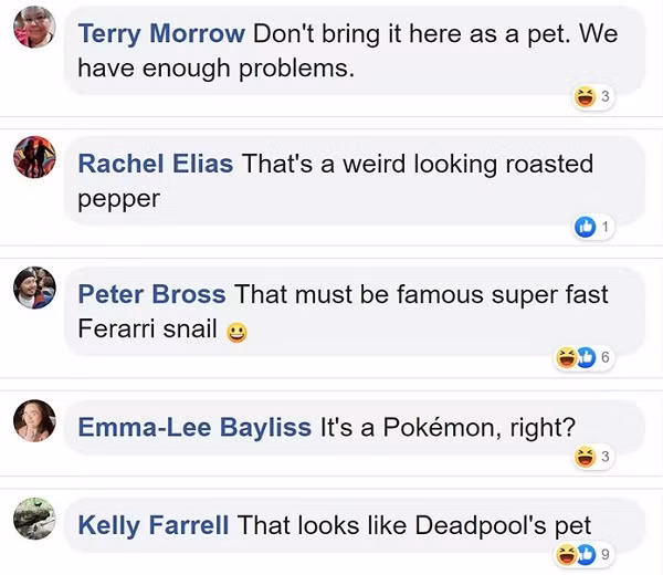 Người thì cho rằng trông nó thật đáng sợ, màu sắc khiến họ liên tưởng đến...ma cà rồng, hay ''thú cưng của dị nhân Deadpool''. Một số người khác lại so sánh nó với siêu xe Ferarri và vô cùng ngạc nhiên trước diện mạo kỳ lạ.
