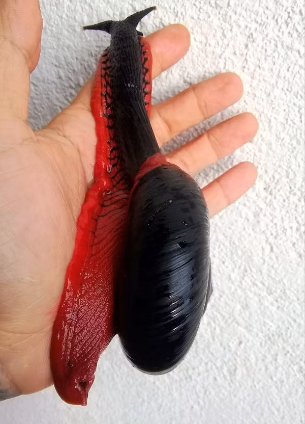 Để phát triển đến độ hoàn hảo nhất, nó cần nguồn cung cấp canxi đủ có trong chế độ ăn và môi trường sống.