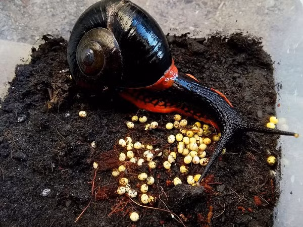 Theo Bored Panda, ốc sên lửa rất khó sống trong điều kiện nuôi nhốt mà chỉ phát triển ở nơi mát mẻ và ẩm ướt. Minh chứng cho điều này là độ ẩm ở thị trấn Tanah Rata của Malaysia nơi ốc sên sống được là vào khoảng 79%.