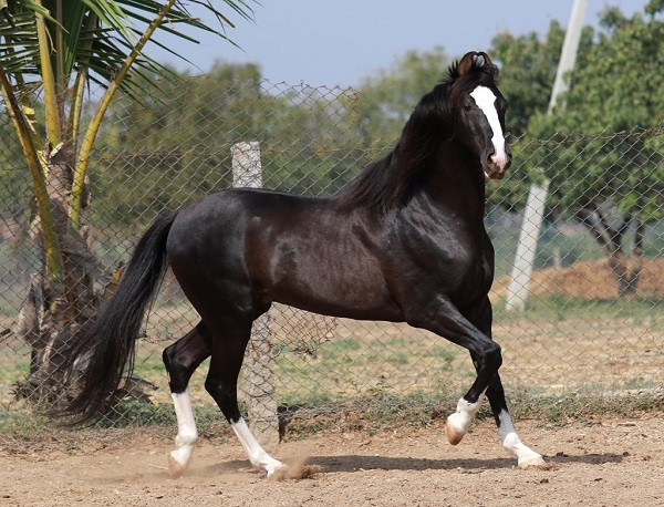 Ngựa Marwari hay Malani là một giống ngựa quý hiếm từ vùng Marwar (hoặc Jodhpur) của Ấn Độ. Thời xưa nó được sử dụng như những kỵ binh dũng mãnh, tuy nhiên từng bị suýt tuyệt chủng trong thập niên 1930 bởi được sử dụng làm thí nghiệm quá nhiều.