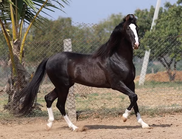 Ngựa Marwari hay Malani là một giống ngựa quý hiếm từ vùng Marwar (hoặc Jodhpur) của Ấn Độ. Thời xưa nó được sử dụng như những kỵ binh dũng mãnh, tuy nhiên từng bị suýt tuyệt chủng trong thập niên 1930 bởi được sử dụng làm thí nghiệm quá nhiều.