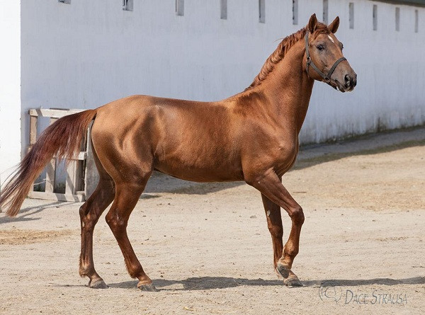 Mạnh mẽ, cứng cỏi và quý tộc, đó chính là những phẩm chất của loài ngựa Karabakh, được coi là biểu tượng quốc gia Azerbaijan. Đây là một trong những giống ngựa cổ xưa ở châu Á và Kavkaz, được lai từ những giống ngựa tốt nhất: Ngựa Akhal-Teke, ngựa Turkoman và ngựa Ả rập