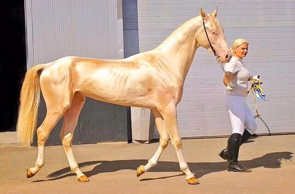 Ngựa Akkal – Teke được thuần hóa cách đây khoảng 3000 năm và được nhập về Trung Quốc nhiều lần nhưng không sống được. Dáng điệu nhanh lẹ như chó săn với các bắp thịt ngực cuồn cuộn nở, mặt nhô ra còn đôi mắt tròn như có hào quang luôn nẩy lửa khi đối diện với kẻ thù khiến loài ngựa này trở thành ''huyền thoại''.