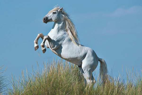 Ngựa Camargue là một trong những giống ngựa cổ xưa nhất của vùng Camargue thuộc miền Nam của nước Pháp, được cho là hậu duệ của loài ngựa quý thời Napoleon. Biểu tượng cho tinh thần tự do, phóng khoáng, ngựa Camargue có thói quen chạy thành từng đàn trên sông cạn.