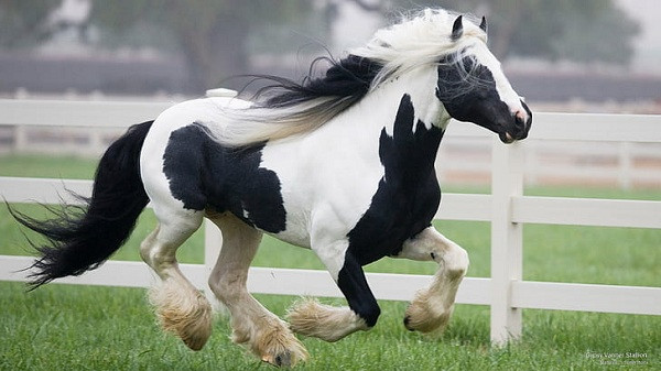 Ngựa Gynsy Vanner có lẽ là một trong những loài đẹp trai nhất thế giới khi sở hữu bộ lông dày và dài trên đầu và ở vị trí dưới cổ chân, nhìn lúc nào cũng như đi một đôi ủng lông sang chảnh. Ngày nay, những con ngựa Gypsy tốt nhất được lai tạo ở Kent, Anh bởi một số nhà nhân giống, hầu hết chúng chỉ được dùng để triển lãm hay bán làm vật nuôi với giá không hề rẻ.