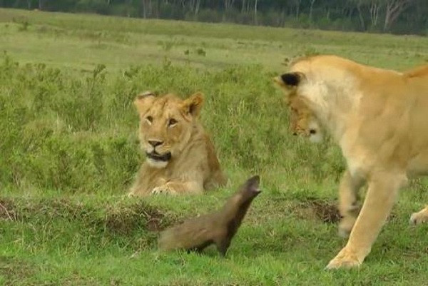 Đây là loại cầy mangut lùn, có vóc dáng nhỏ bé nhưng vô cùng ranh mãnh và linh hoạt. Có vẻ như con cầy này đang cố gắng bảo vệ nơi ở của nó và đồng loại khỏi sự nhòm ngó của những kẻ săn mồi hiểm ác.