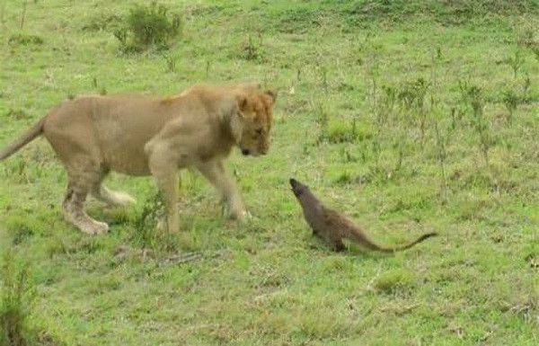 Con cầy mangut đã đáp trả sư tử bằng cách nhảy tứ tung, gầm gừ và thậm chí còn cắn vào mũi của một trong 4 con sư tử đói.