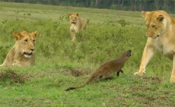 Mặc dù bị 4 sư tử cái bao vây xung quanh và rình rập tấn công nhưng có vẻ con cầy mangut này bình tĩnh hơn những gì người ta có thể tưởng tượng.