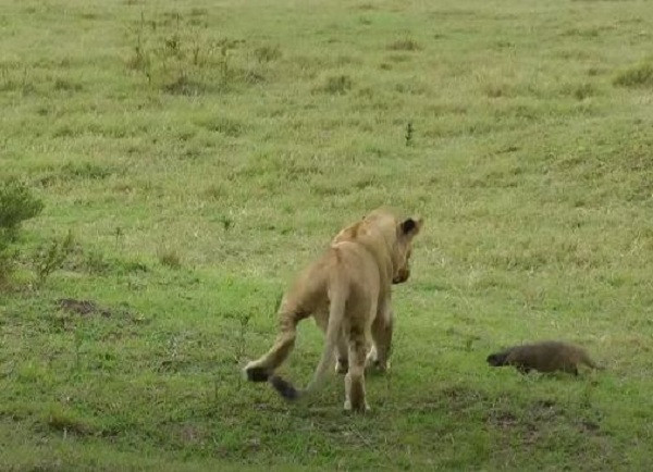 Sau một hồi vật lộn, sư tử quay ra đuổi bắt cầy mangut.