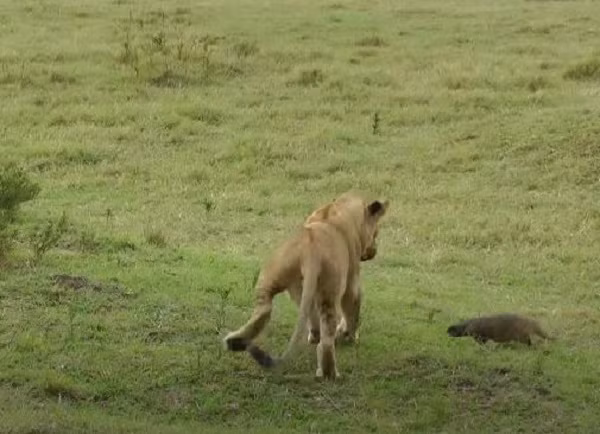 Sau một hồi vật lộn, sư tử quay ra đuổi bắt cầy mangut.