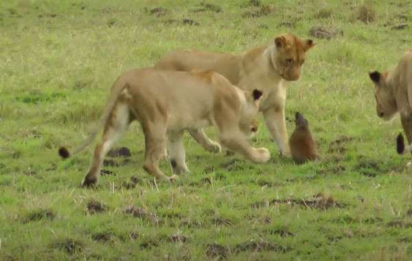 Thế nhưng mặc cho những kẻ săn mồi tìm đủ mọi cách bao vây và tấn công, cầy mangut vẫn dũng cảm chống chọi.