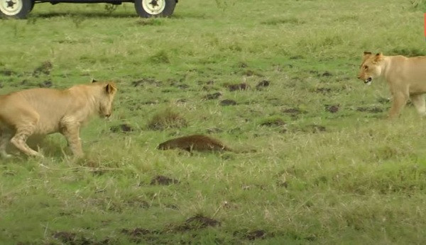 Cuối cùng, nó tẩu thoát an toàn ngay sau đó, trong khi lũ sư tử thì chỉ còn biết ngậm ngùi nhìn con mồi của mình đi xa.